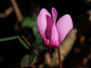 25 Iniziano i Ciclamini (Cyclamen))